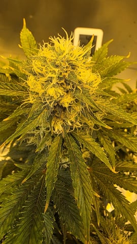 Bounce Back — vegetative, day 38