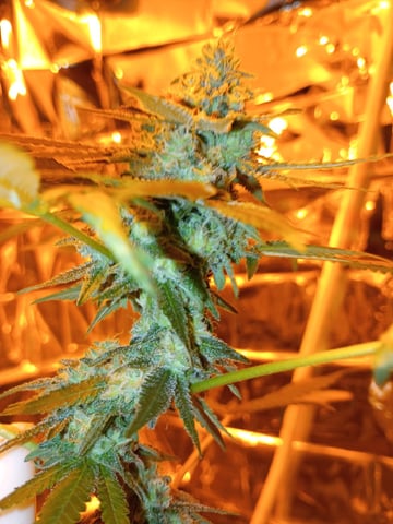 first grow — flower, day 35