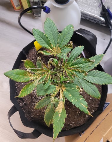 Grow — vegetative, day 30