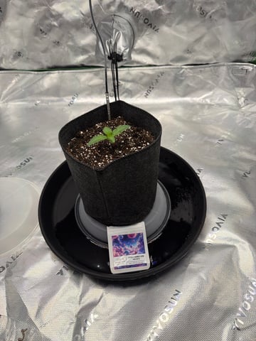 first tent grow — seedling_rooting, day 13