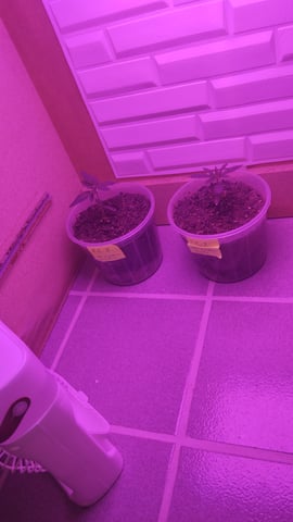 Projeto Seed FC  — seedling_rooting, day 4