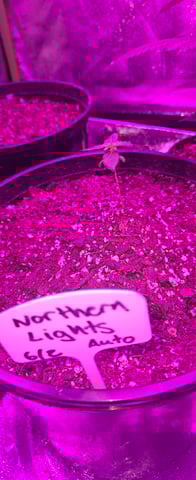 DeathStar, Grease Monkey, Goat Latto, Northern Lights — vegetative, day 20