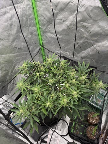Comet Candy (Auto) 2026- 02