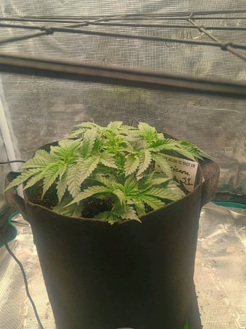 lil Slurry, first grow — vegetative, day 29