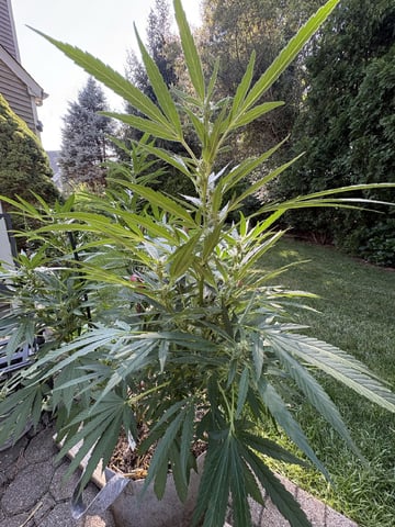 Rotten Heart (freebie From North Atlantics Breeders Dirty Bird Genetics  — flower, day 14