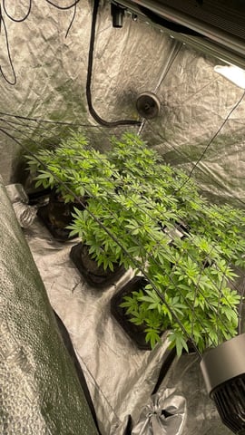 1st Ever Grow (GodFather OG) (Coco) — flower, day 93