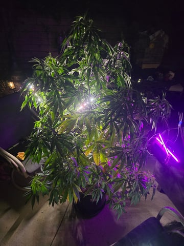 Venice Beach — vegetative, day 49