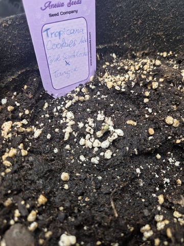 Automatic — germination, day 3