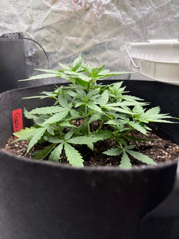 peaceful grow 1 — vegetative, day 18