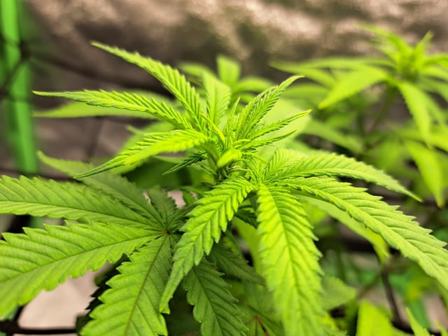 Blue Cheese from Barney's Farm — vegetative, day 7