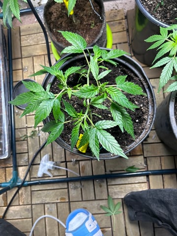 first indoor tent grow — vegetative, day 75