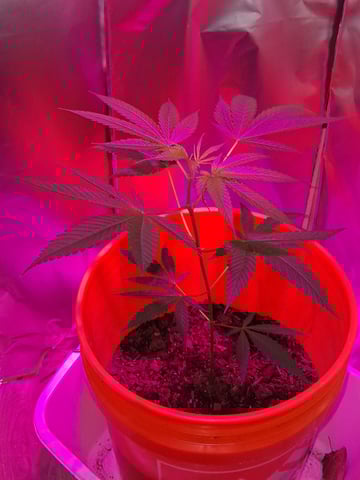first grow  — vegetative, day 28