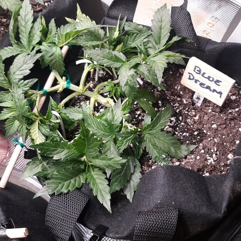 Next Attempt  — vegetative, day 29