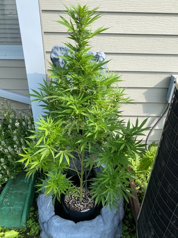 widows’ mimosa f1 — flower, day 104