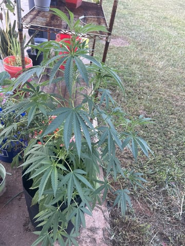 Reign Water — vegetative, day 37