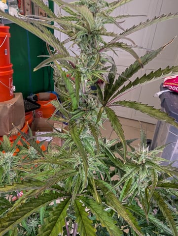 Control Plant — flower, day 77