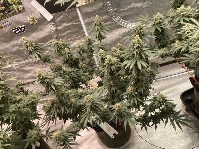 Planet Berry 7skunksgenetics  — flower, day 48
