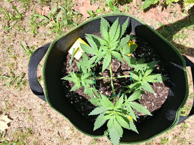 My First Grow — vegetative, day 74