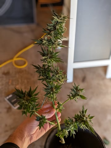 October Start — harvest, day 128