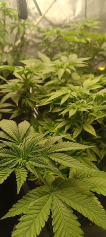 First Time Growing  — vegetative, day 35