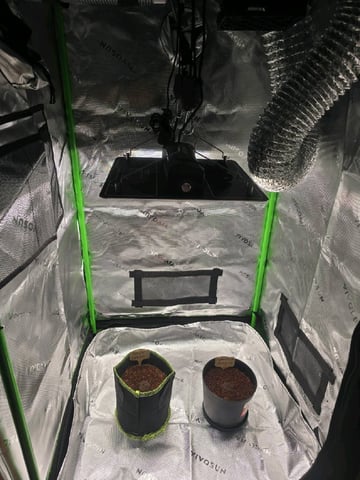 First Grow — germination, day 2