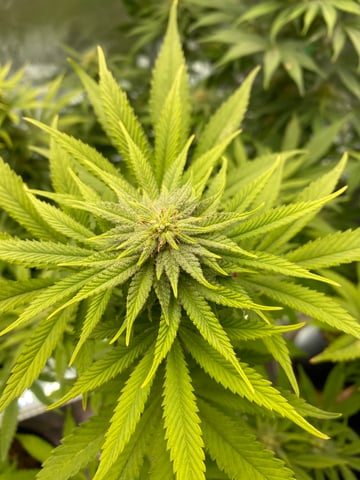 The White X Run Away Bride #3 — flower, day 71