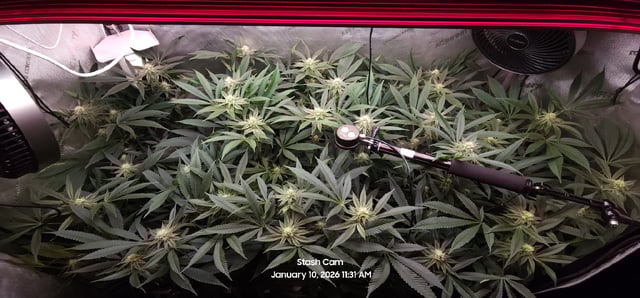 Punch Mints Female Pheno #2 Clone(s) — flower, day 277