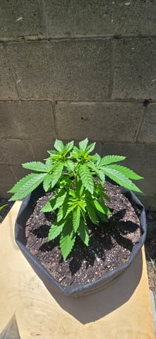 Mystery Weed Plant — vegetative, day 56