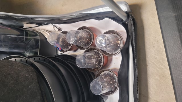 Poison Rainbows — germination, day 1