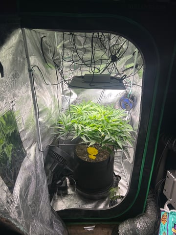 2nd Run — vegetative, day 74