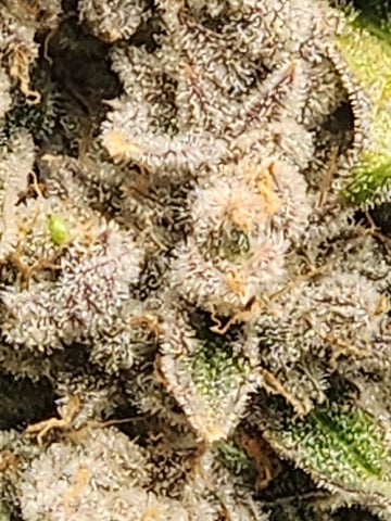 Another round of Mephisto Genetics from Schoolyard Crush and Do-si-delirium drops. — flower, day 94