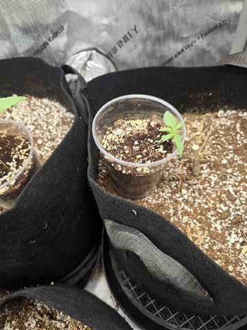 3 More — seedling_rooting, day 11