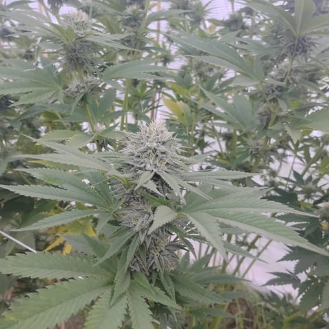 outdoor grow  — flower, day 32