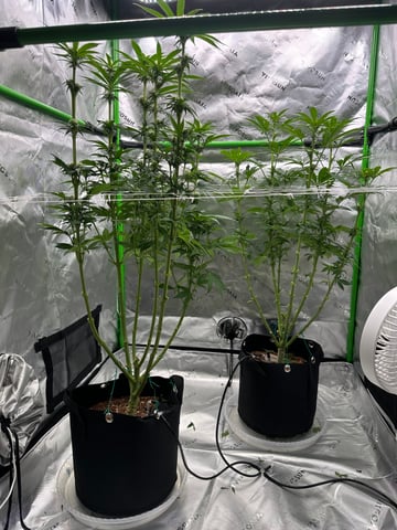 First grow — flower, day 58