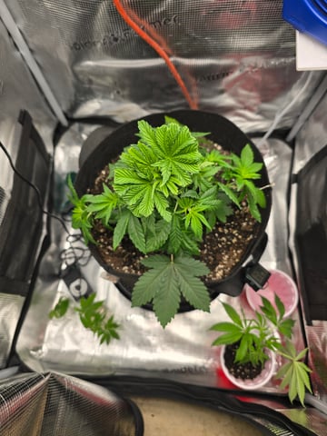 Northern lights #10 2nd plant (Selkies) — vegetative, day 27