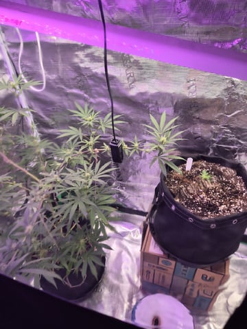 Kalini Asia Auto  — flower, day 32