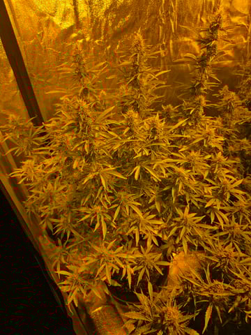 2nd Autoflower Indoor Grow — flower, day 80