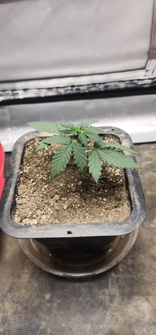 El Chemi Kiwi autoflower  — vegetative, day 17