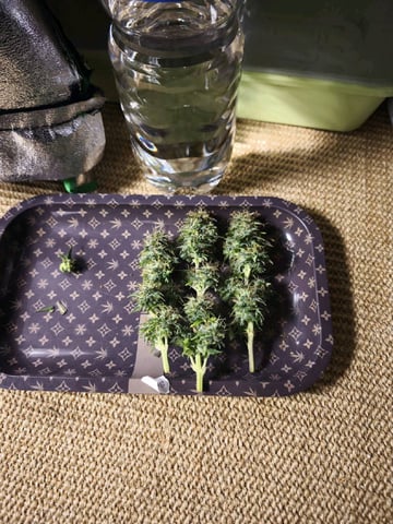 New grow — done, day 72