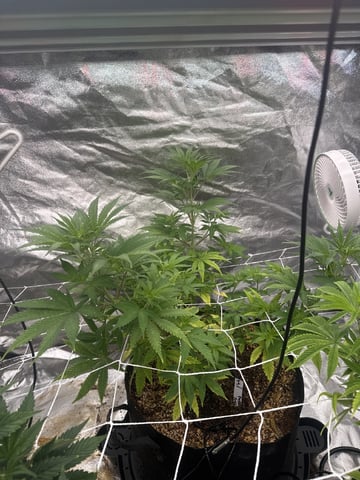 first indoor — vegetative, day 60