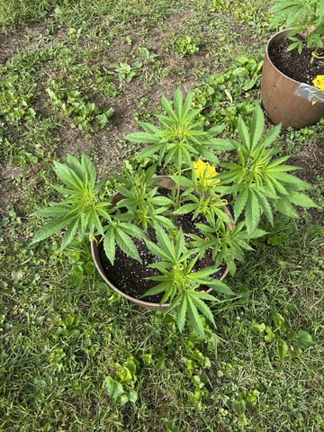 2026 Outdoor — vegetative, day 50