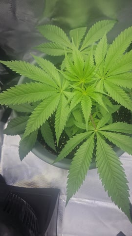 first indoor — grow_setup, day 7