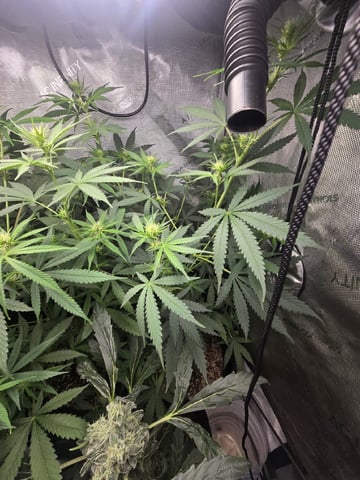 Indoor