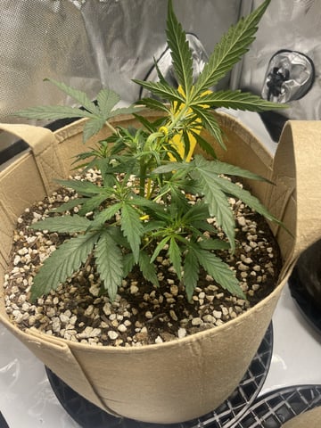 3x3 Grow — flower, day 36