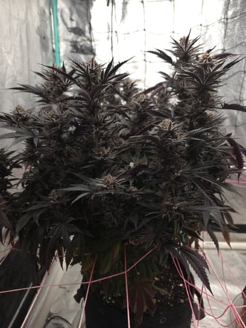 Granny Candy and PLCG — flower, day 138
