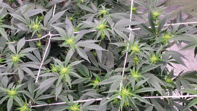 1st grow indoors(cardboard box to 2x2x4 to 5x5x6) — flower, day 95