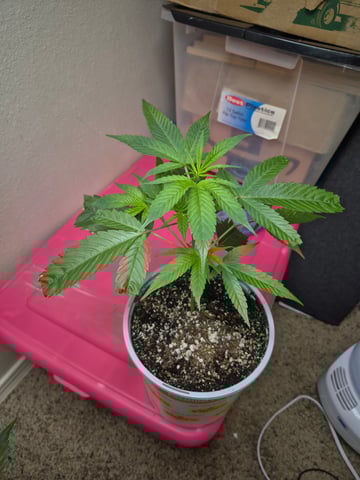 Clone of the clone of the Skunk burger 😁 — vegetative, day 17