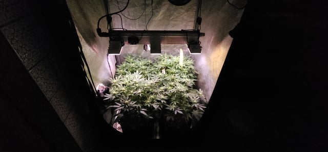 Cookies Usa — flower, day 72