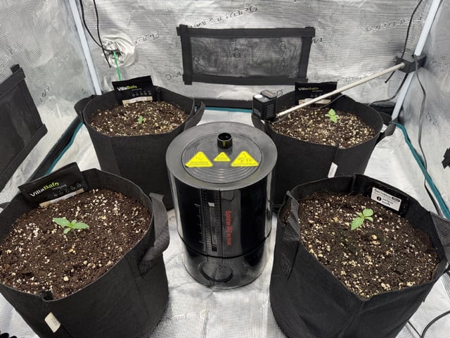 Grow Mix — vegetative, day 9
