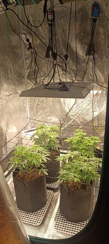 First Time Growing  — vegetative, day 35